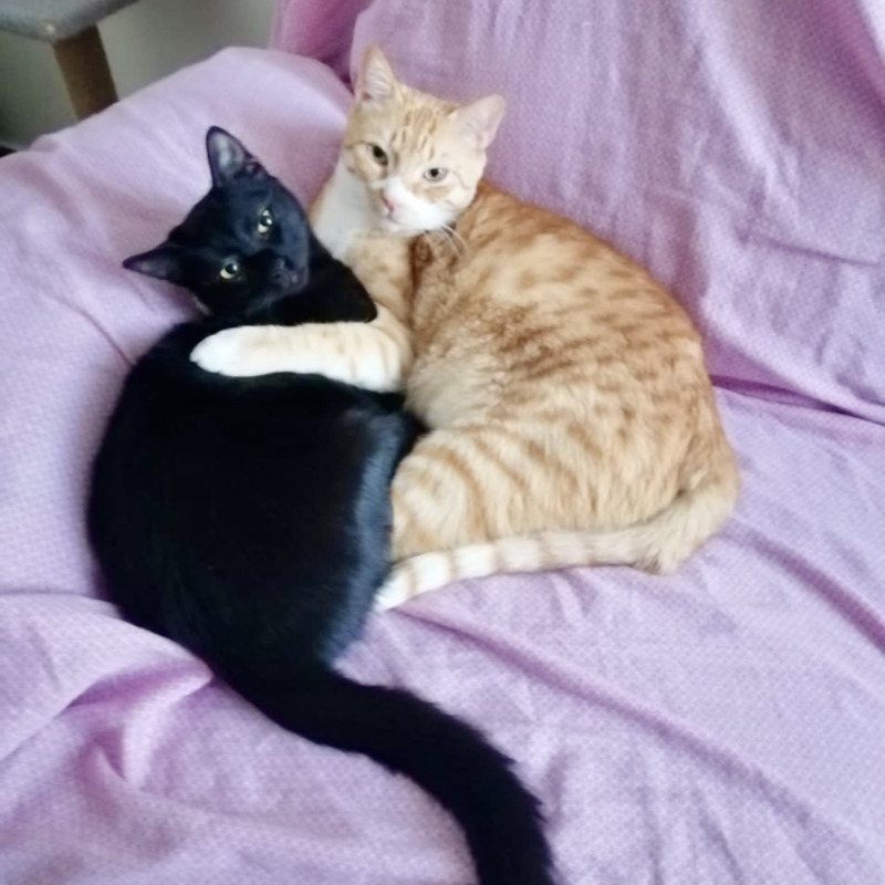 gatti da adottare Le Sfigatte