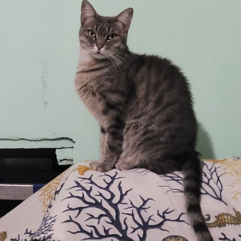 gatti adottati Le Sfigatte