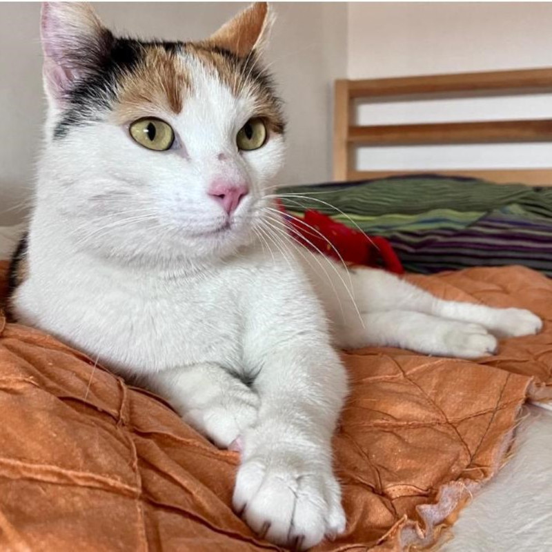 gatti adottati Le Sfigatte