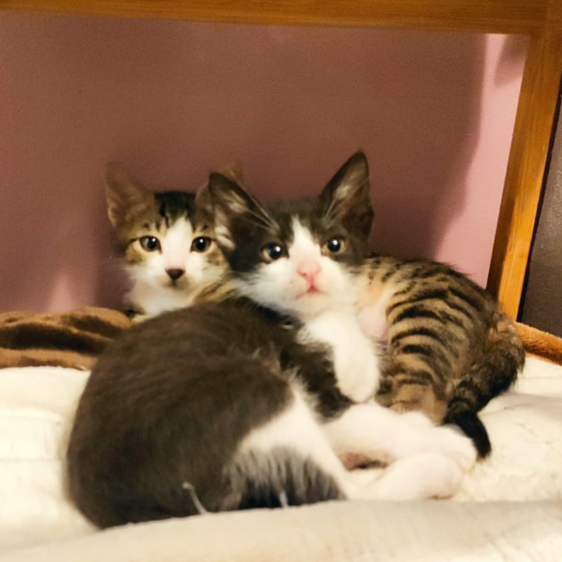 gatti adottati Le Sfigatte