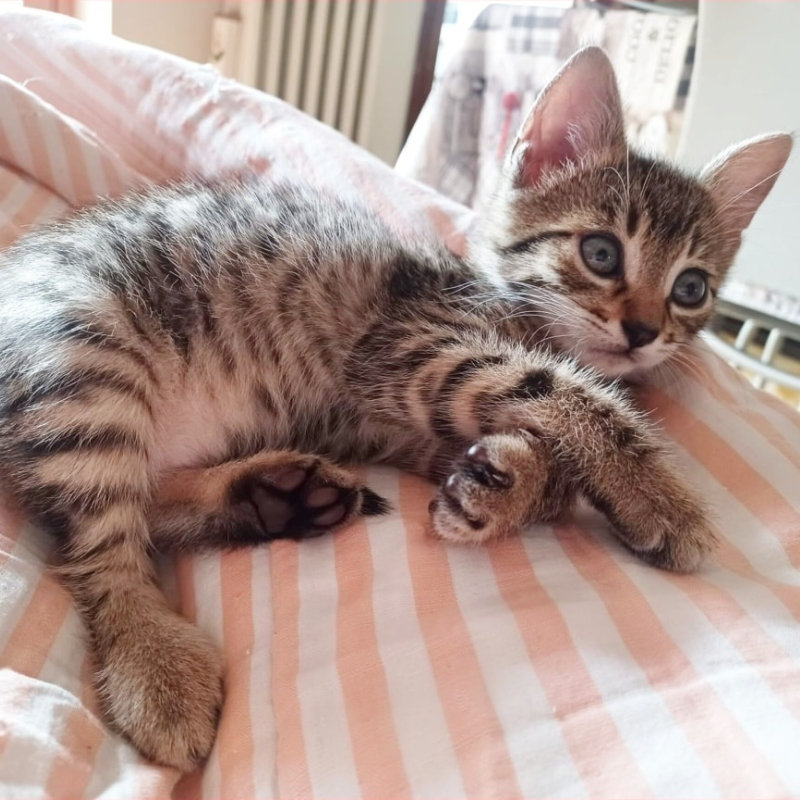 gatti adottati Le Sfigatte