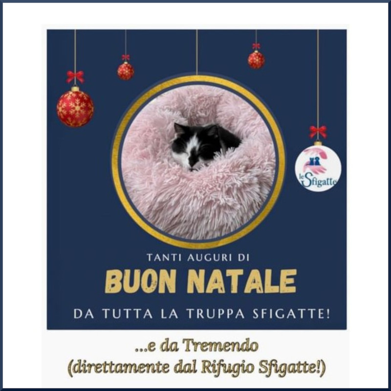 news di Le Sfigatte