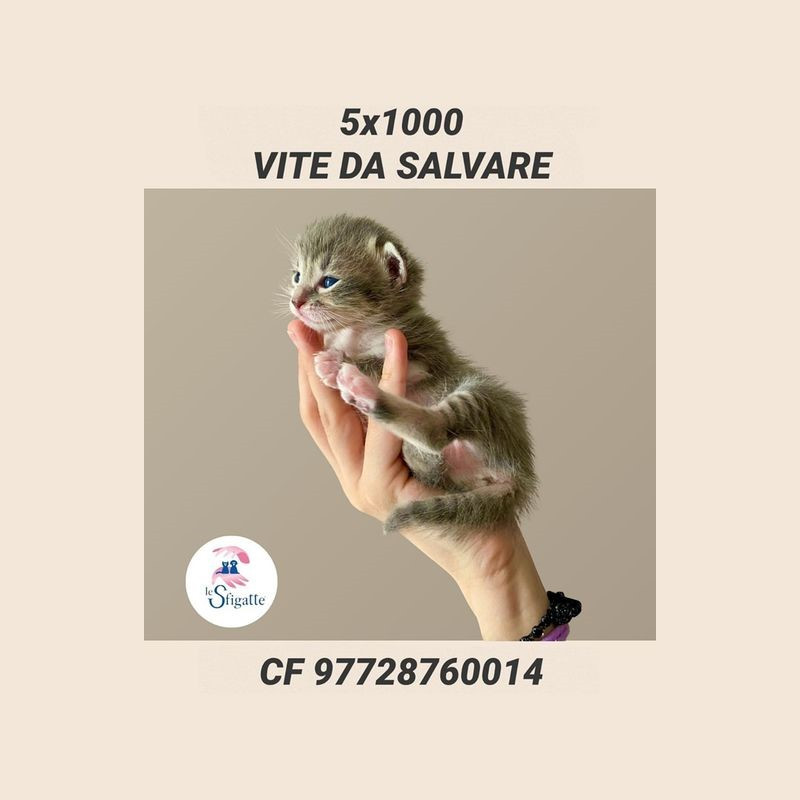 news di Le Sfigatte