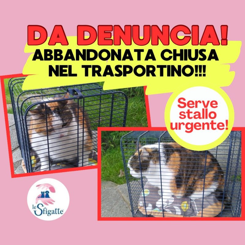 news di Le Sfigatte