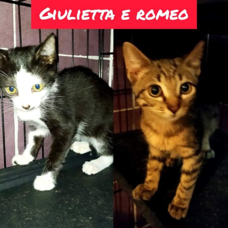 news di Le Sfigatte