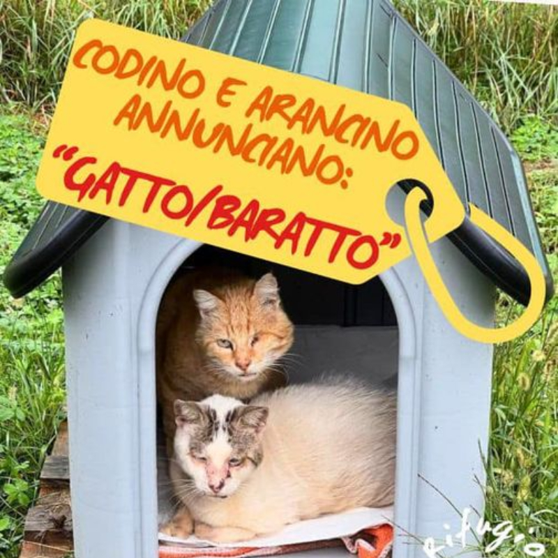 news di Le Sfigatte