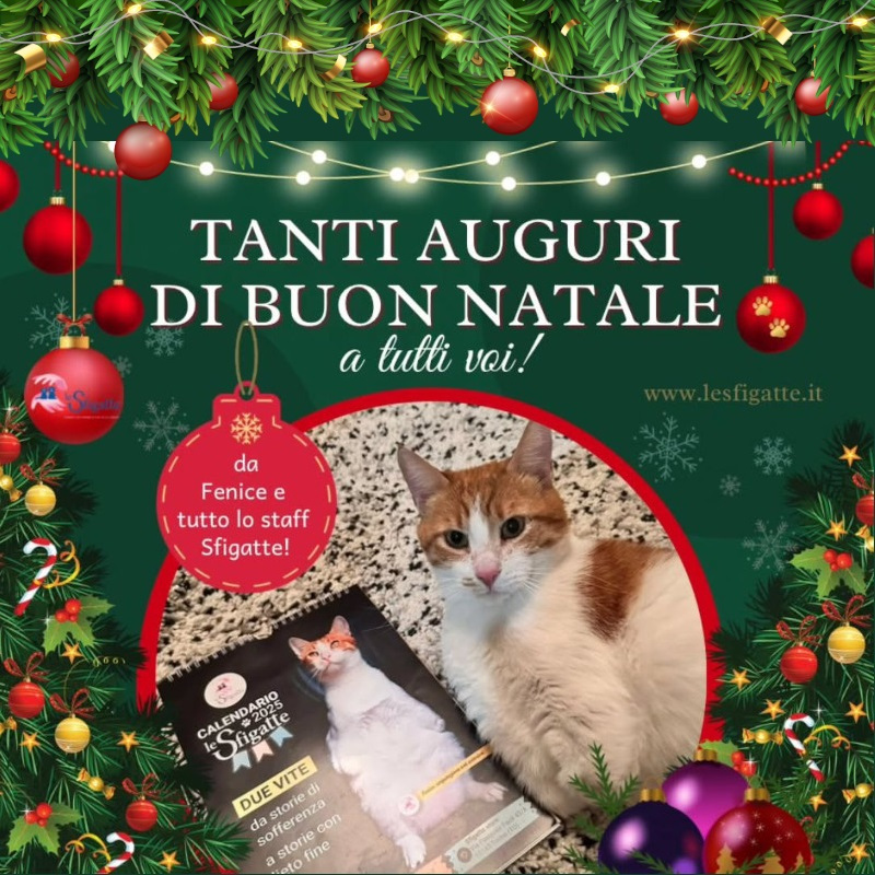 news di Le Sfigatte