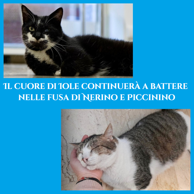 news di Le Sfigatte