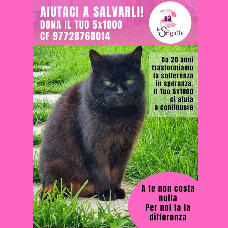 news di Le Sfigatte