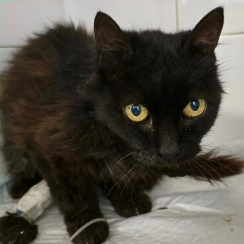 Murata viva.. sopravvissuta per miracolo! - Associazione Le Sfigatte