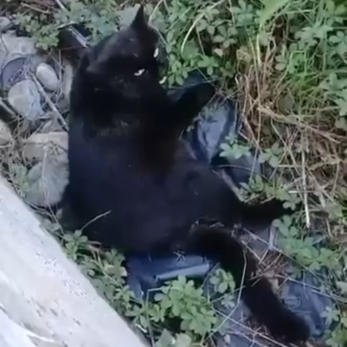 Era in strada agonizzante ad aspettare la morte, abbiamo cambiato il suo destino ma ora vi preghiamo di aiutarci! - Associazione Le Sfigatte