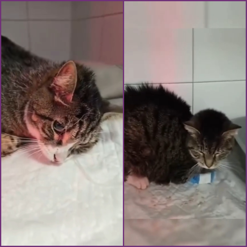 Sopravvissuti contro ogni probabilità: il miracolo di Leo e Milù - Associazione Le Sfigatte