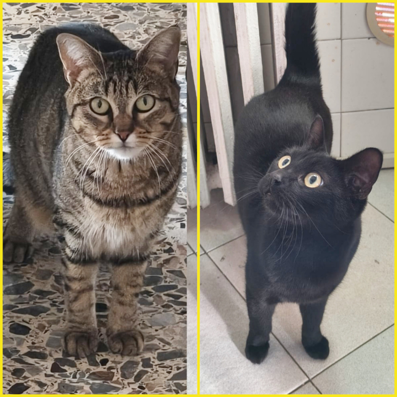 Abbandonati in un trasportino una sera di dicembre: Perla e Nerone cercano stallo urgente su Torino e dintorni senza altri animali | Associazione Le Sfigatte
