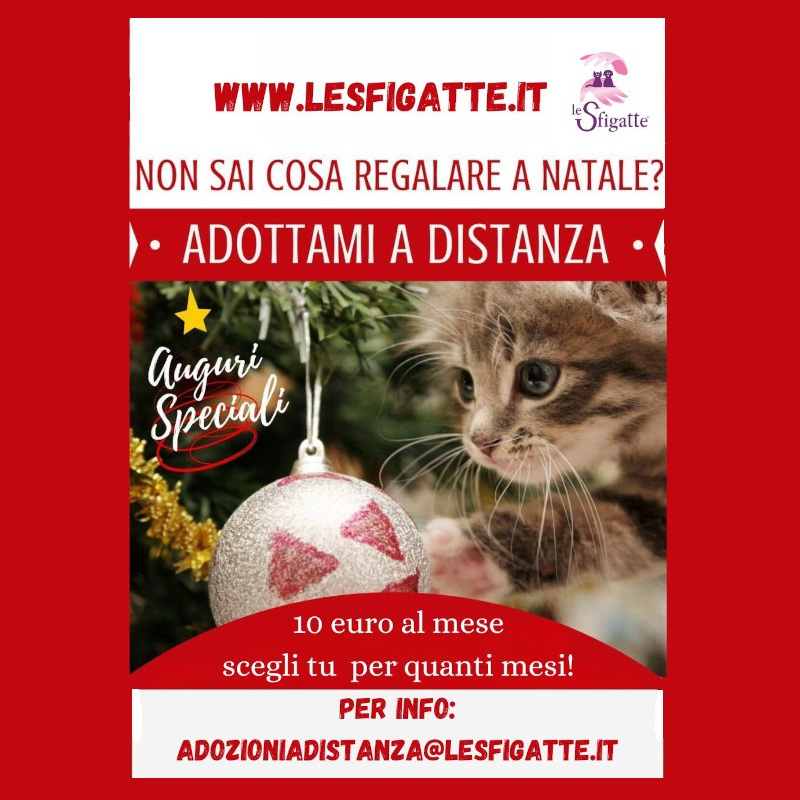 Cerchi un regalo di Natale che faccia davvero "miao-racoli"? Regala un'adozione a distanza! | Associazione Le Sfigatte