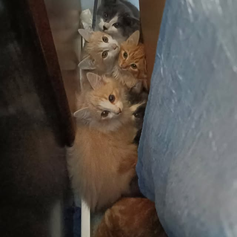 Riproponiamo disperate! Cercasi stalli urgentissimi su Torino e dintorni! | Associazione Le Sfigatte