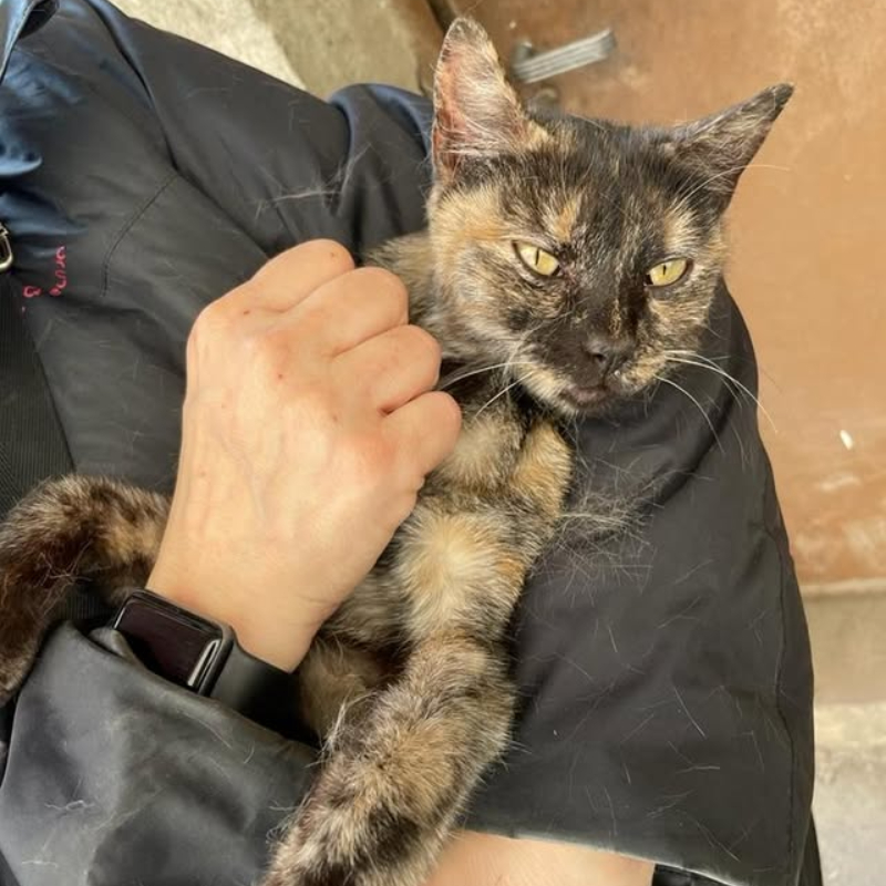 Da Torino a Vesoul (Francia): non sappiamo come ci sia arrivata, l’unica certezza è che stanotte rientra in patria | Associazione Le Sfigatte