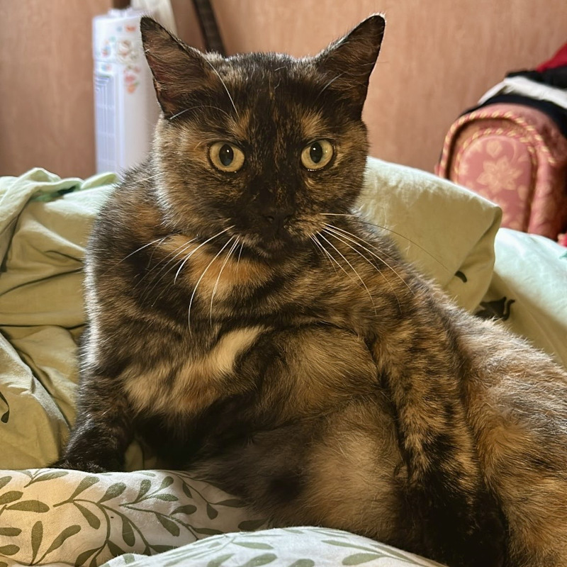 Dal lungo viaggio sul furgone Amazon al ritorno a casa: ora sappiamo tutto di Vesouline | Associazione Le Sfigatte