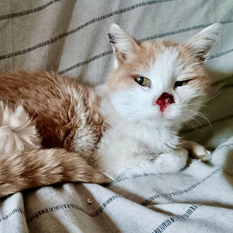 Pepito, non doveva finire così | Associazione Le Sfigatte