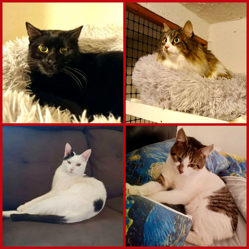 A Natale e Santo Stefano abbiamo viaggiato per salvare delle vite.. c'è chi non ha festeggiato per aiutare dei gatti.. qualcuno ora può aiutare noi? | Associazione Le Sfigatte