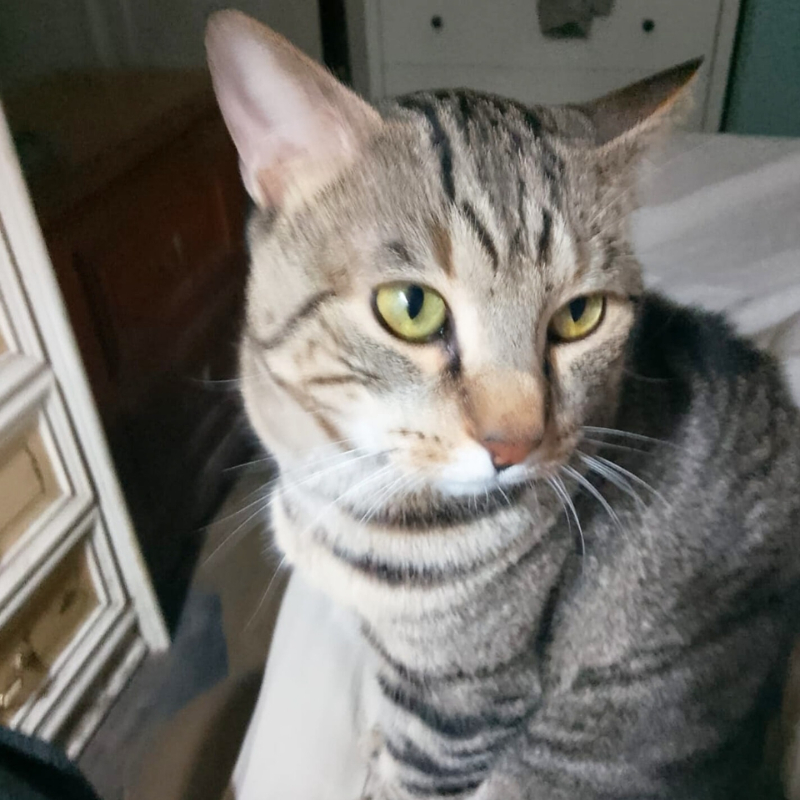 Richiesta speciale per Felix: stallo dall'8 gennaio per almeno 6 mesi su Torino e Provincia senza altri animali | Associazione Le Sfigatte