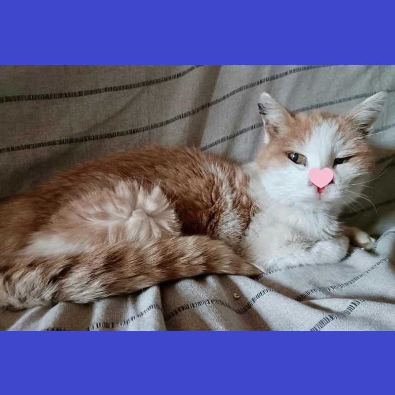 Ciao Pepito <i class="fa fa-heart"></i> | Associazione Le Sfigatte