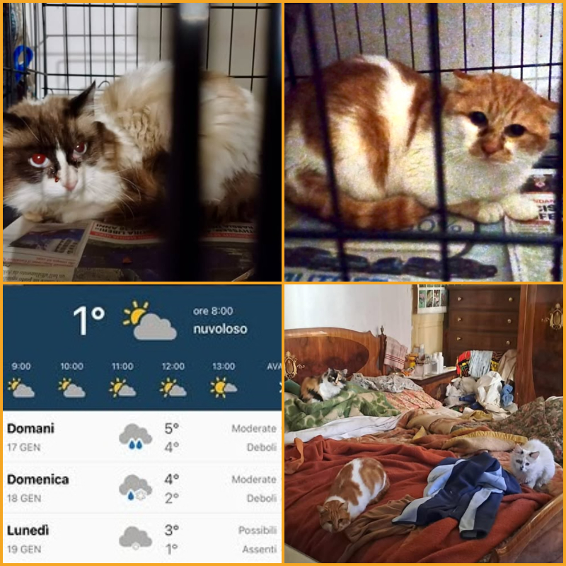 Casa ereditata, i gatti sbattuti fuori al gelo: urge stallo in Torino e dintorni | Associazione Le Sfigatte
