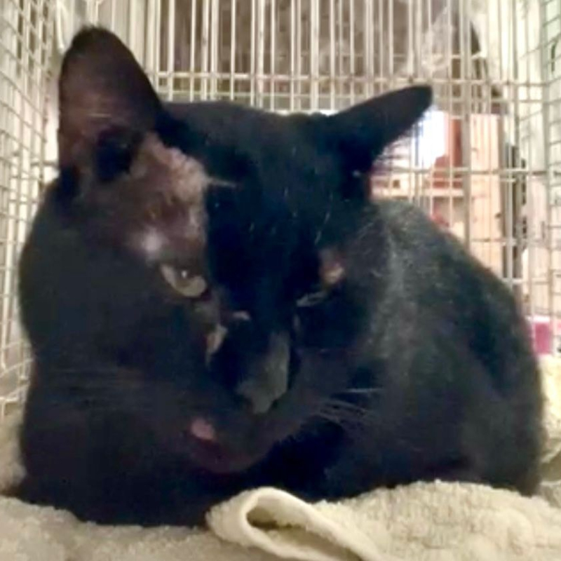 Aggiornamento su Bennet, il micio incidentato | Associazione Le Sfigatte