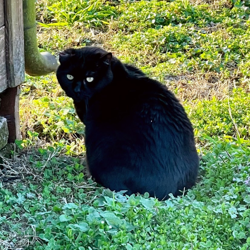 Walter e i suoi mici: un amore che continua, una promessa mantenuta
 | Associazione Le Sfigatte
