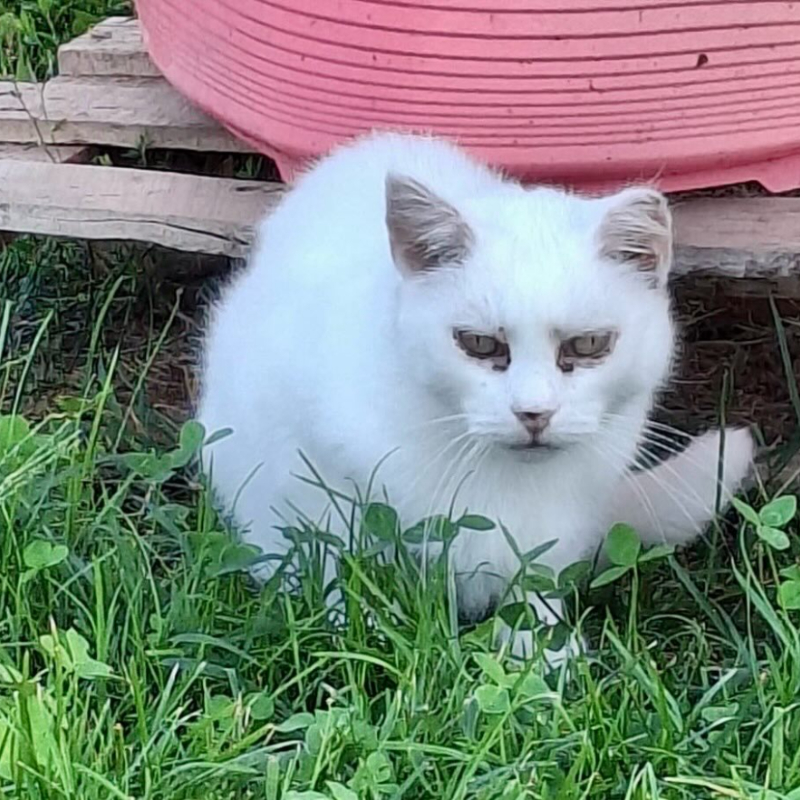 Bianca: quando tirarsi indietro diventa condanna | Associazione Le Sfigatte