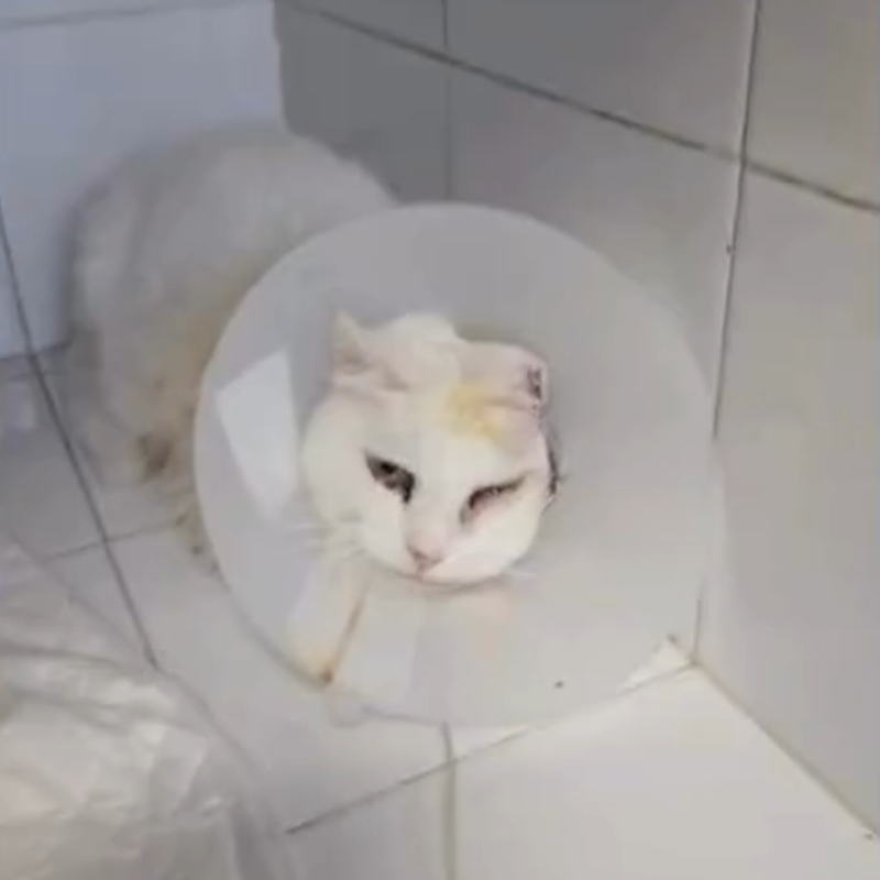 Bianca, la gattina ospite del nostro Rifugio col tumore all’orecchio, è stata operata. Ci date una zampa per saldare il conto? | Associazione Le Sfigatte