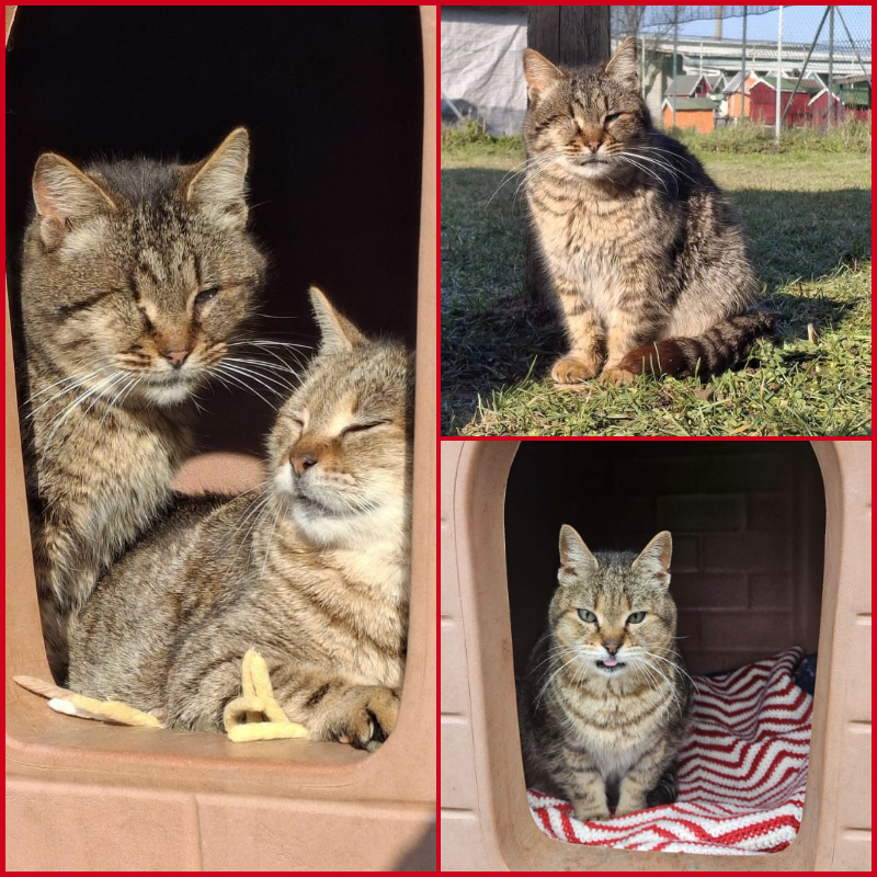 L'importanza di devolvere il 5x1000 a chi non guarda le distanze ma i bisogni | Associazione Le Sfigatte