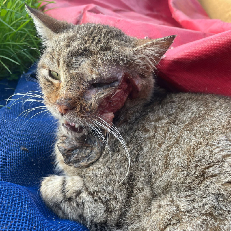 Non è zona nostra.. ma è una vita che senza noi morirà | Associazione Le Sfigatte