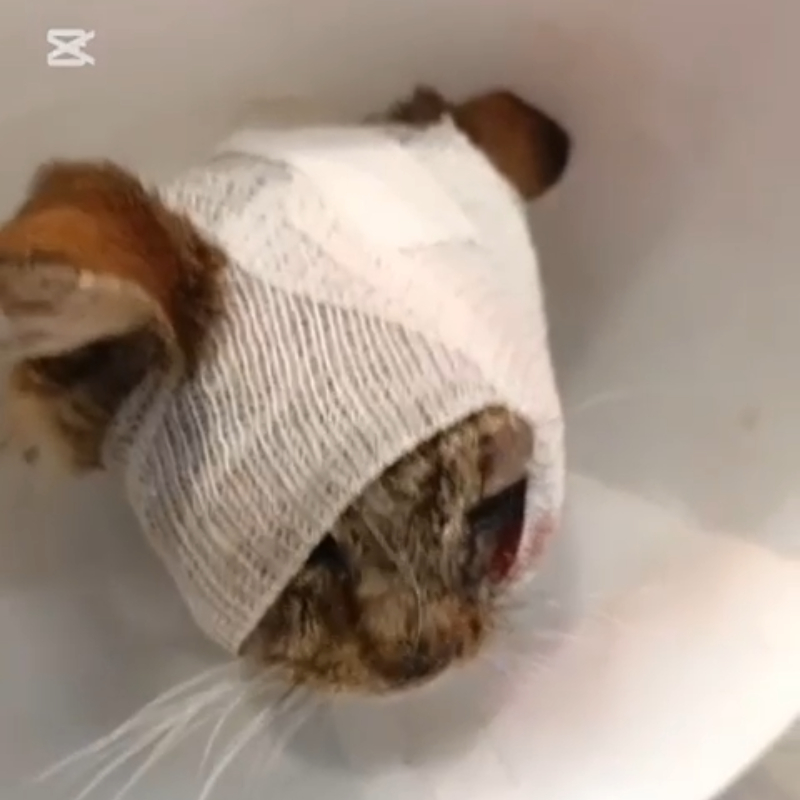 Aggiornamenti Hermes, il gatto di Palermo col muso devastato <i class="fa fa-heart" style="color: #ff0000;"></i> | Associazione Le Sfigatte