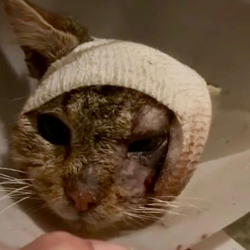 Aggiornamenti Hermes, il gatto siciliano col muso devastato <i class="fa fa-heart" style="color: #ff0000;"></i> | Associazione Le Sfigatte