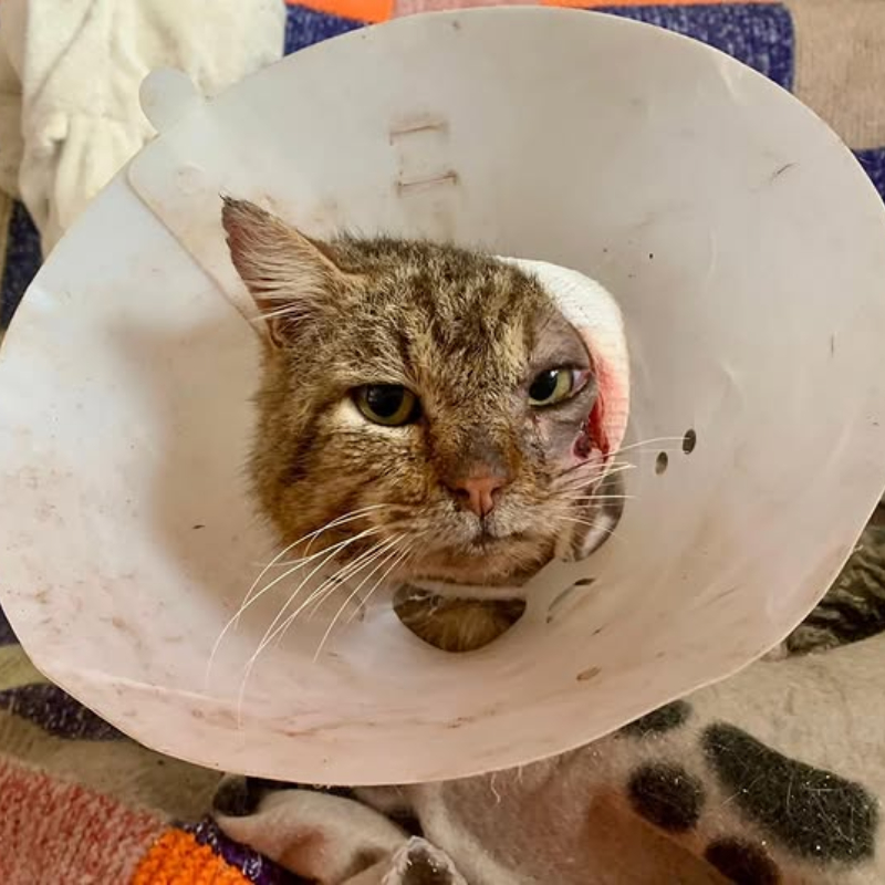 Hermes è arrivato a Torino <i class="fa fa-heart" style="color: #ff0000;"></i> | Associazione Le Sfigatte