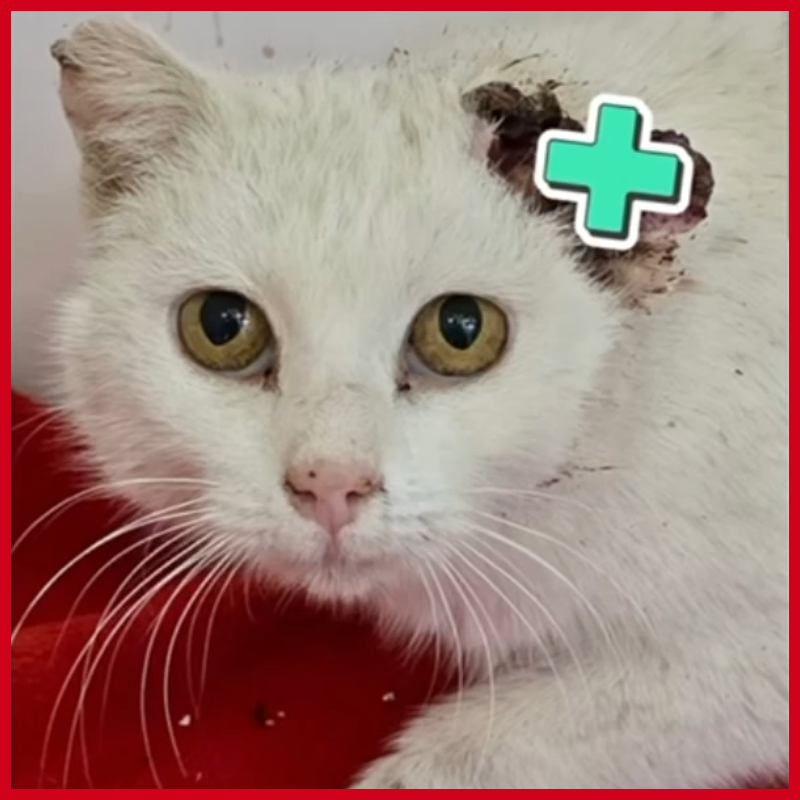 Giada, una vita appesa ad una scelta | Associazione Le Sfigatte