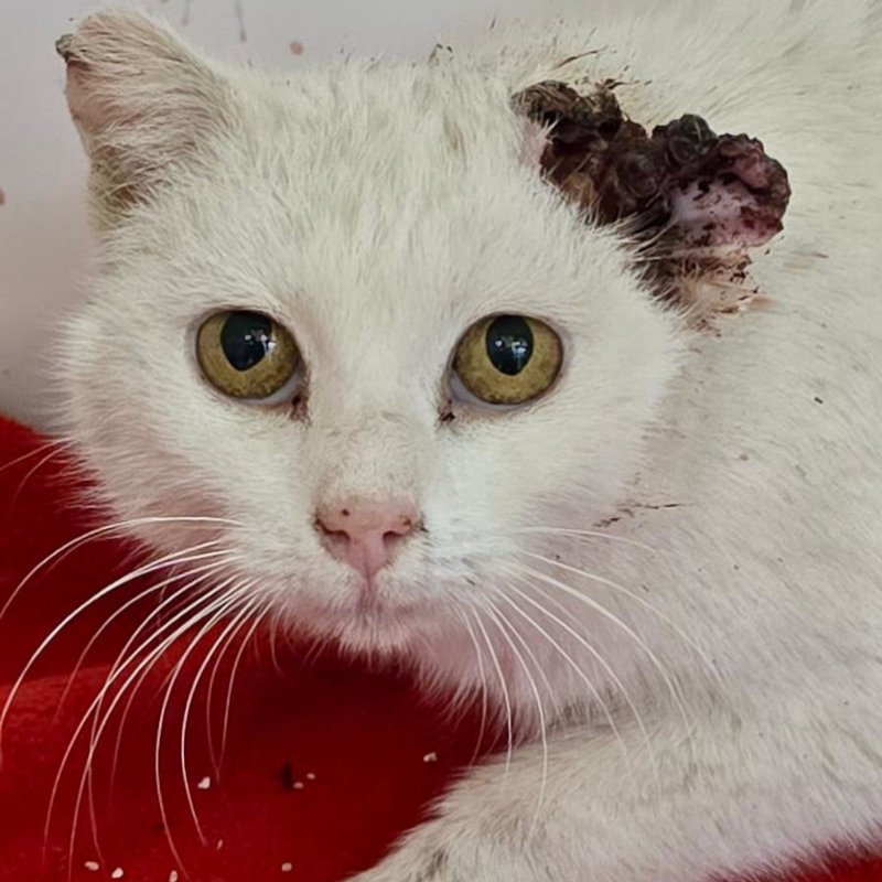 Sapete che.. | Associazione Le Sfigatte