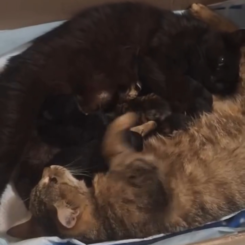 Chi è la mamma? Entrambe! | Associazione Le Sfigatte