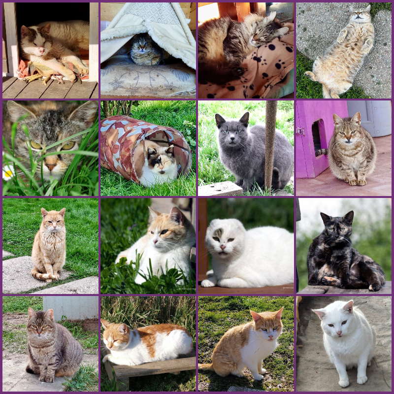 5x1000 Motivi. Motivo n. 1: accoglienza senza confini | Associazione Le Sfigatte