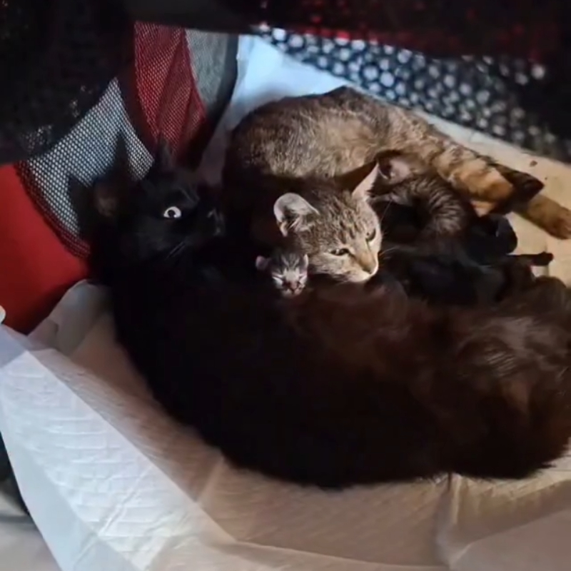 Aggiornamento Pasqualini <i class="fa fa-heart" style="color: #ff0000;"></i> | Associazione Le Sfigatte