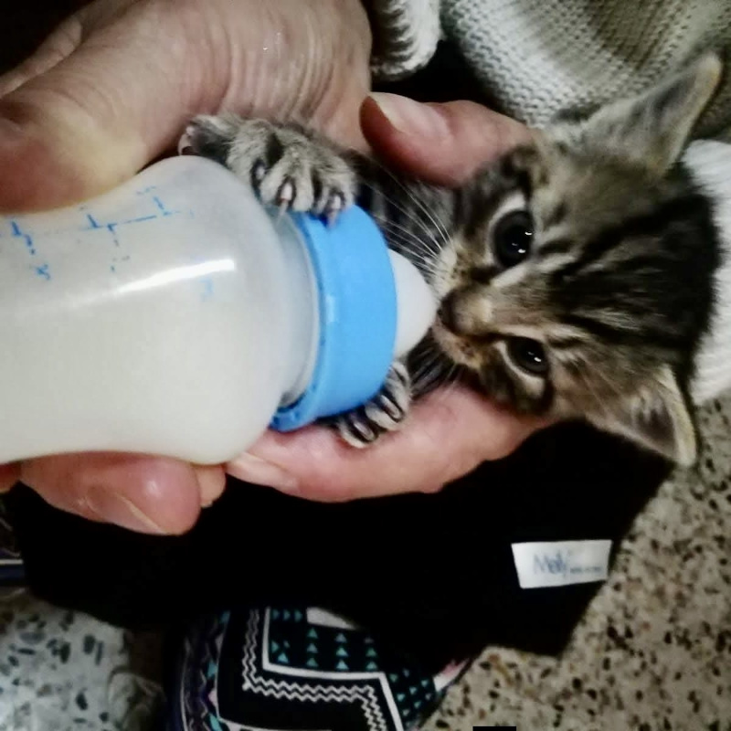 Cercasi balie con urgenza!!! (Torino o massimo prima cintura) | Associazione Le Sfigatte