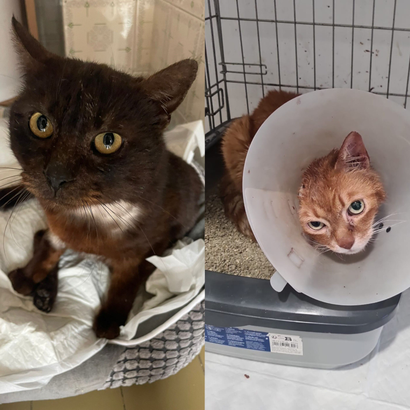 Operazione Stendhal: Rocky e Tyson non si arrendono! | Associazione Le Sfigatte