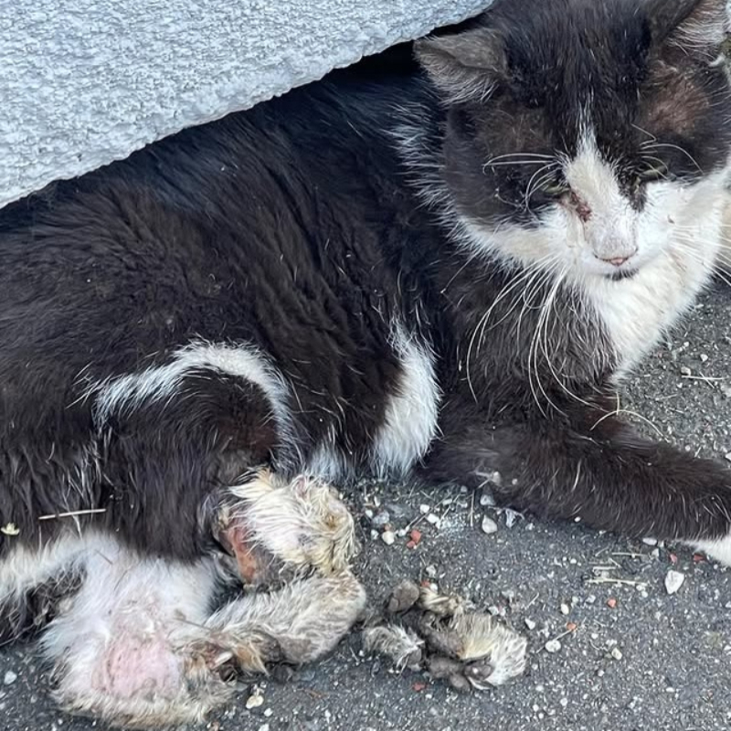 Giorni di ricerche, ore di attesa, una sola missione: salvarlo!! Missione compiuta!! Pazzesca la forza e la tenacia di questo gatto!!! Leggete!! | Associazione Le Sfigatte