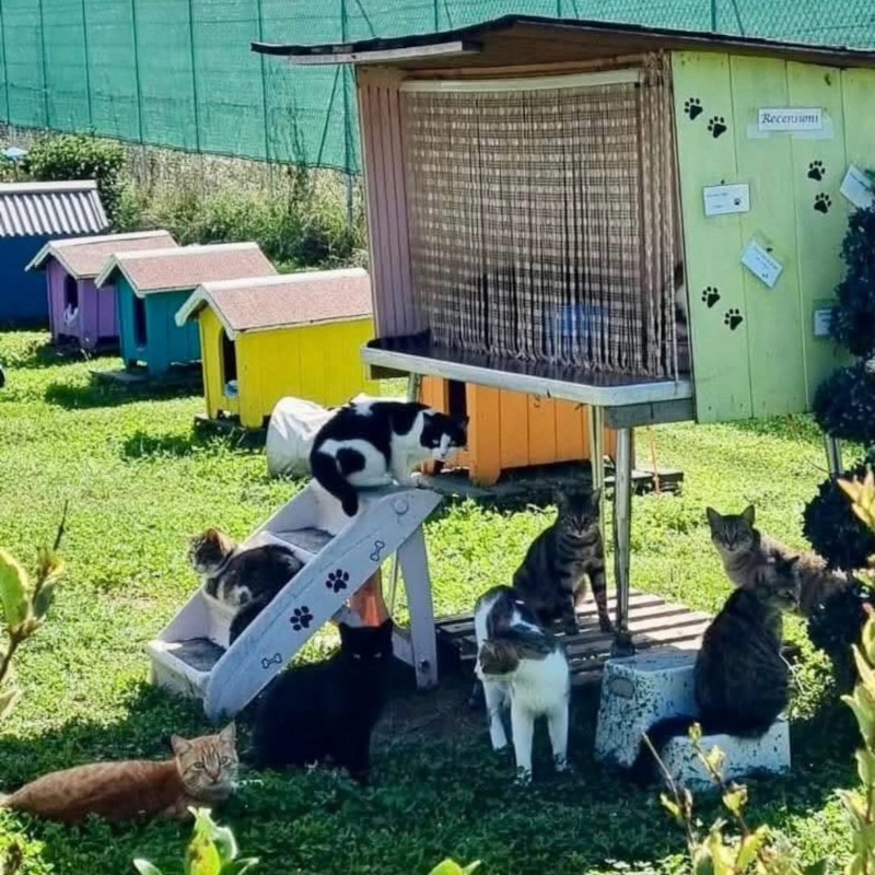 L'estate sta arrivando.. e i gatti non vanno in vacanza! Vuoi venire ad aiutarci al Rifugio? | Associazione Le Sfigatte