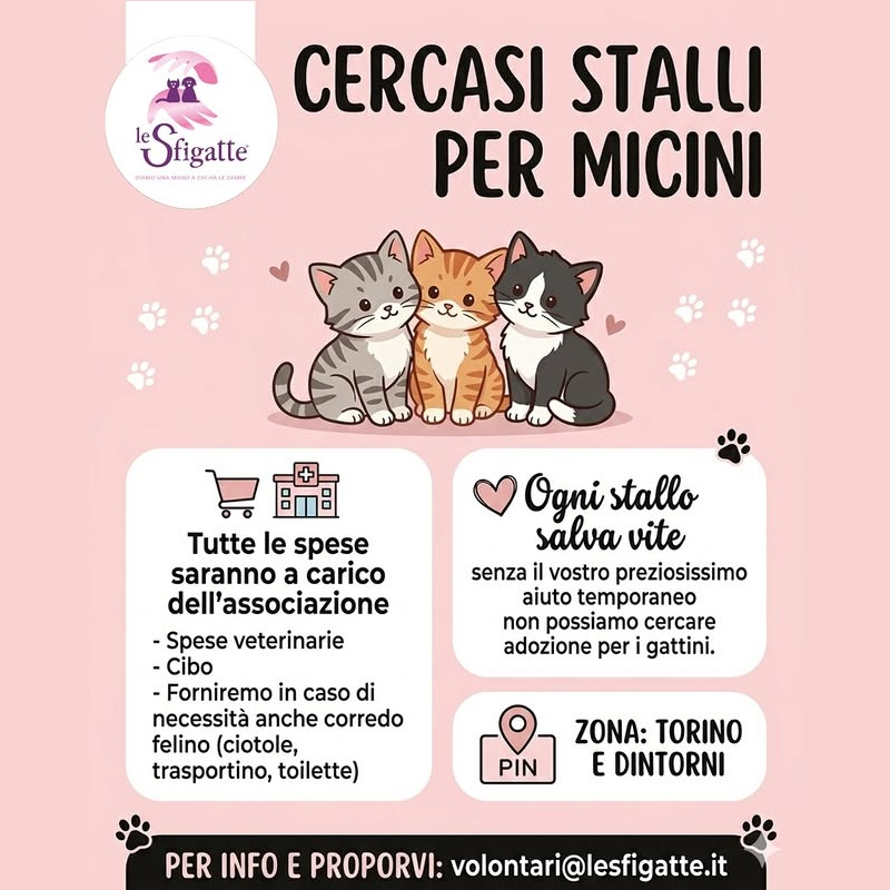 Cercasi stalli per micini! Su Torino e dintorni, senza altri gatti o in stanza separata | Associazione Le Sfigatte