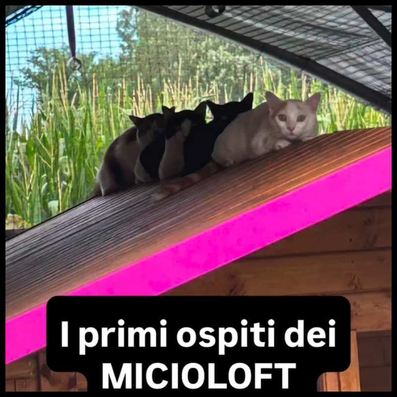 Un mese dopo: come stanno i primi ospiti dei Micio Loft? | Associazione Le Sfigatte