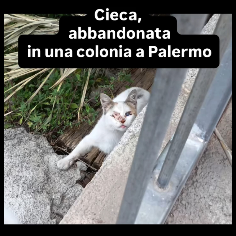 Cecilia: qui non dovrai avere più paura del buio <i class="fa fa-heart" style="color: #ff0000;"></i> | Associazione Le Sfigatte