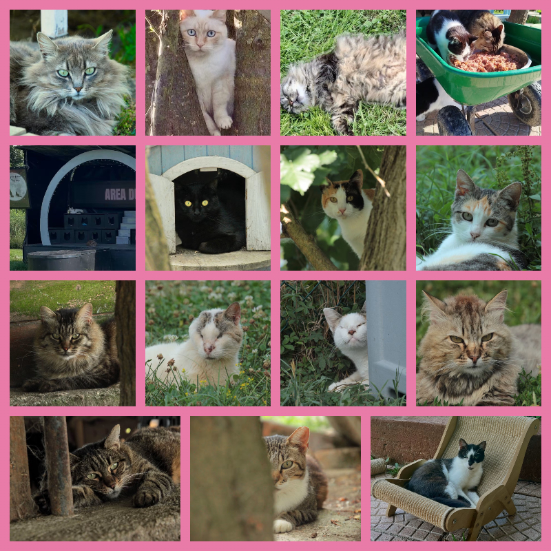 Oggi è la Giornata Internazionale del Gatto. Noi la festeggiamo 365 giorni l'anno | Associazione Le Sfigatte