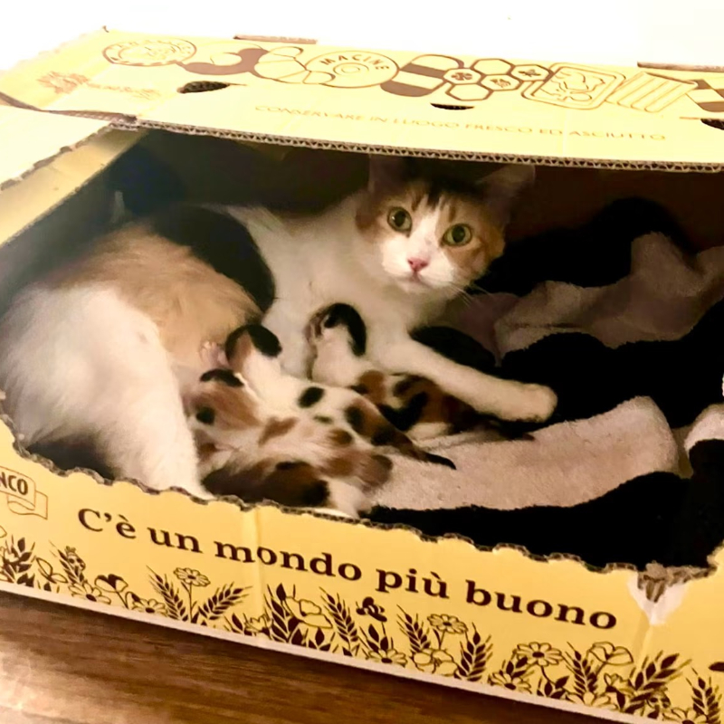 C'è un mondo più buono <i class="fa fa-heart" style="color: #ff0000;"></i> | Associazione Le Sfigatte