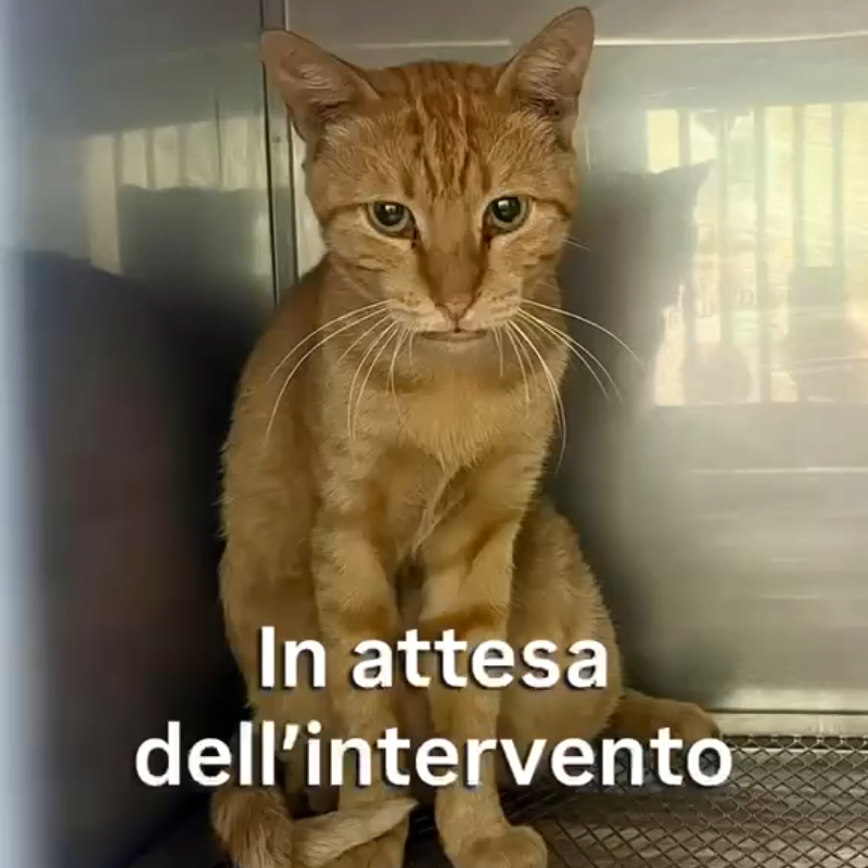 Joy dovrà essere operato: possiamo contare su di voi? | Associazione Le Sfigatte